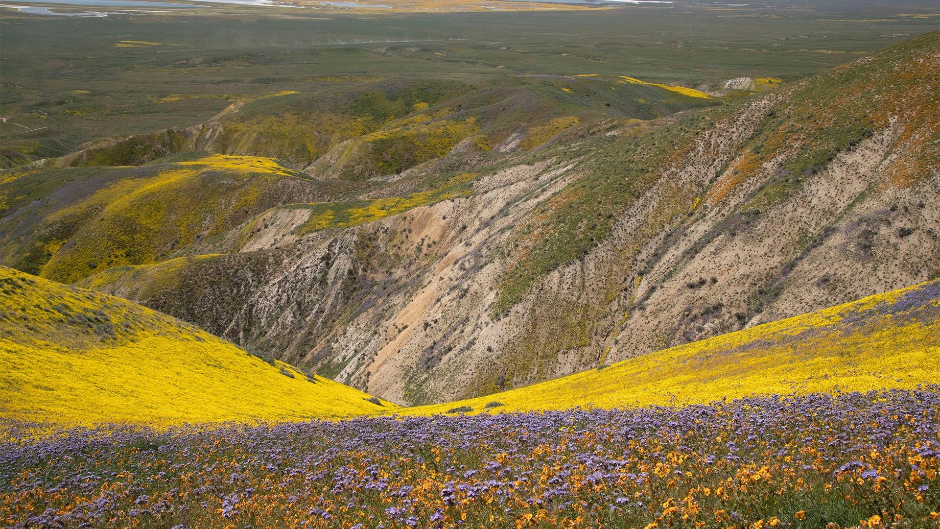 A wildflower bloom in Carrizo Plain National Monument, California