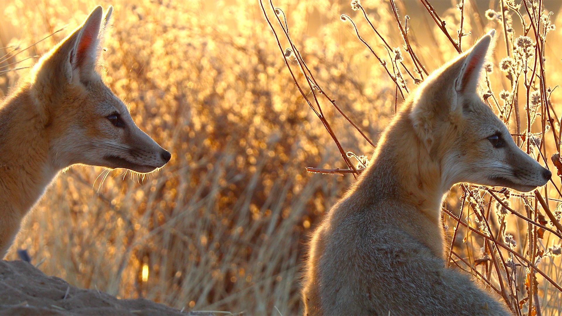 Kit foxes 