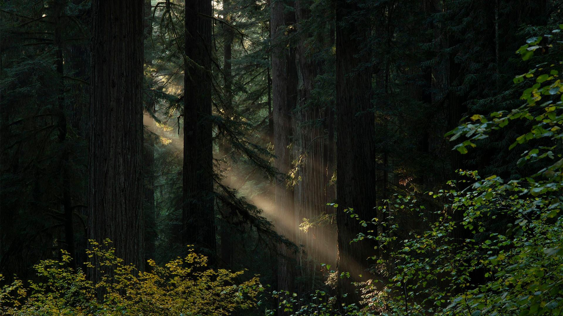 The Redwoods in Northern California