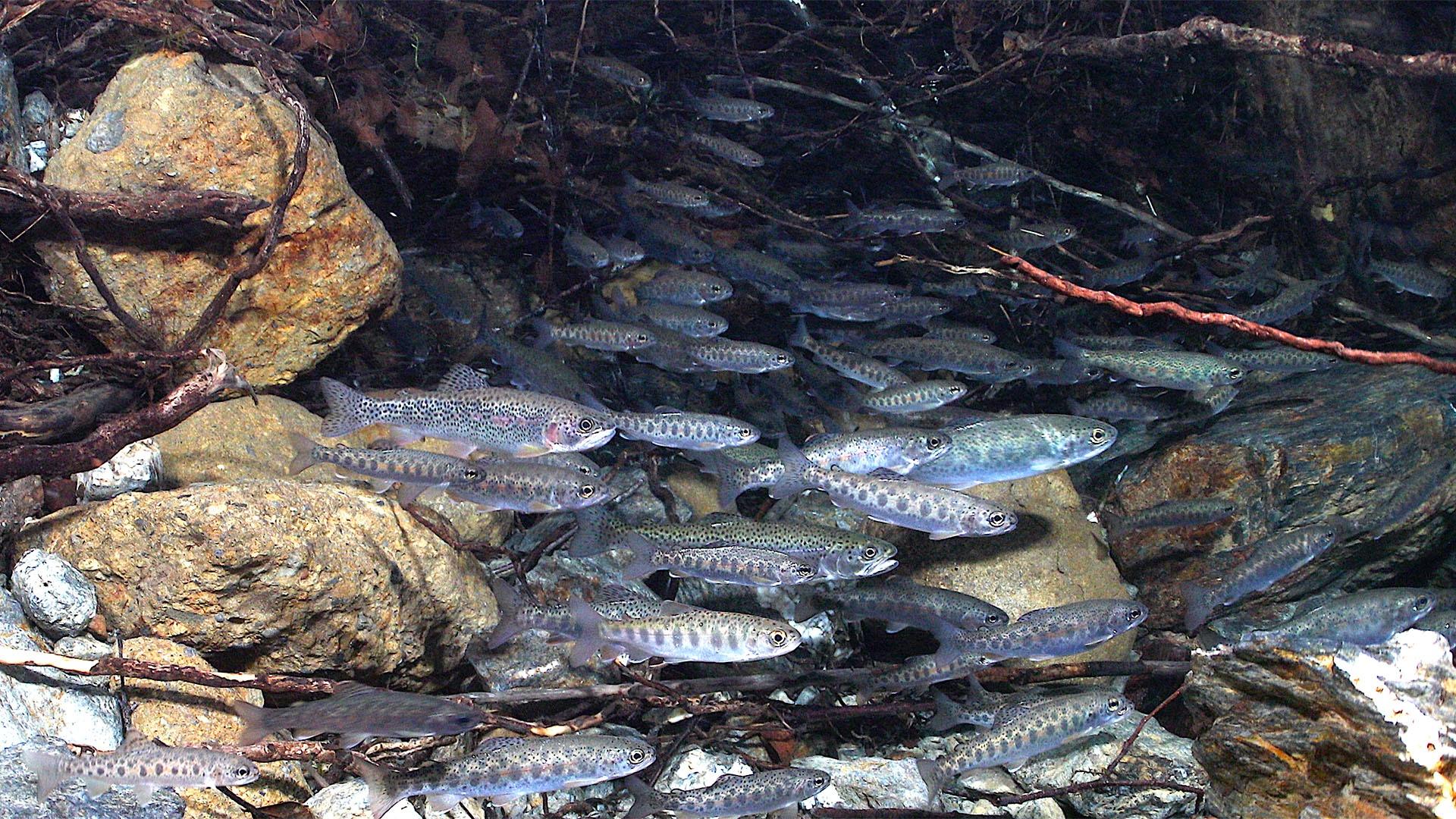 Juvenile salmon and steelhead among tree roots