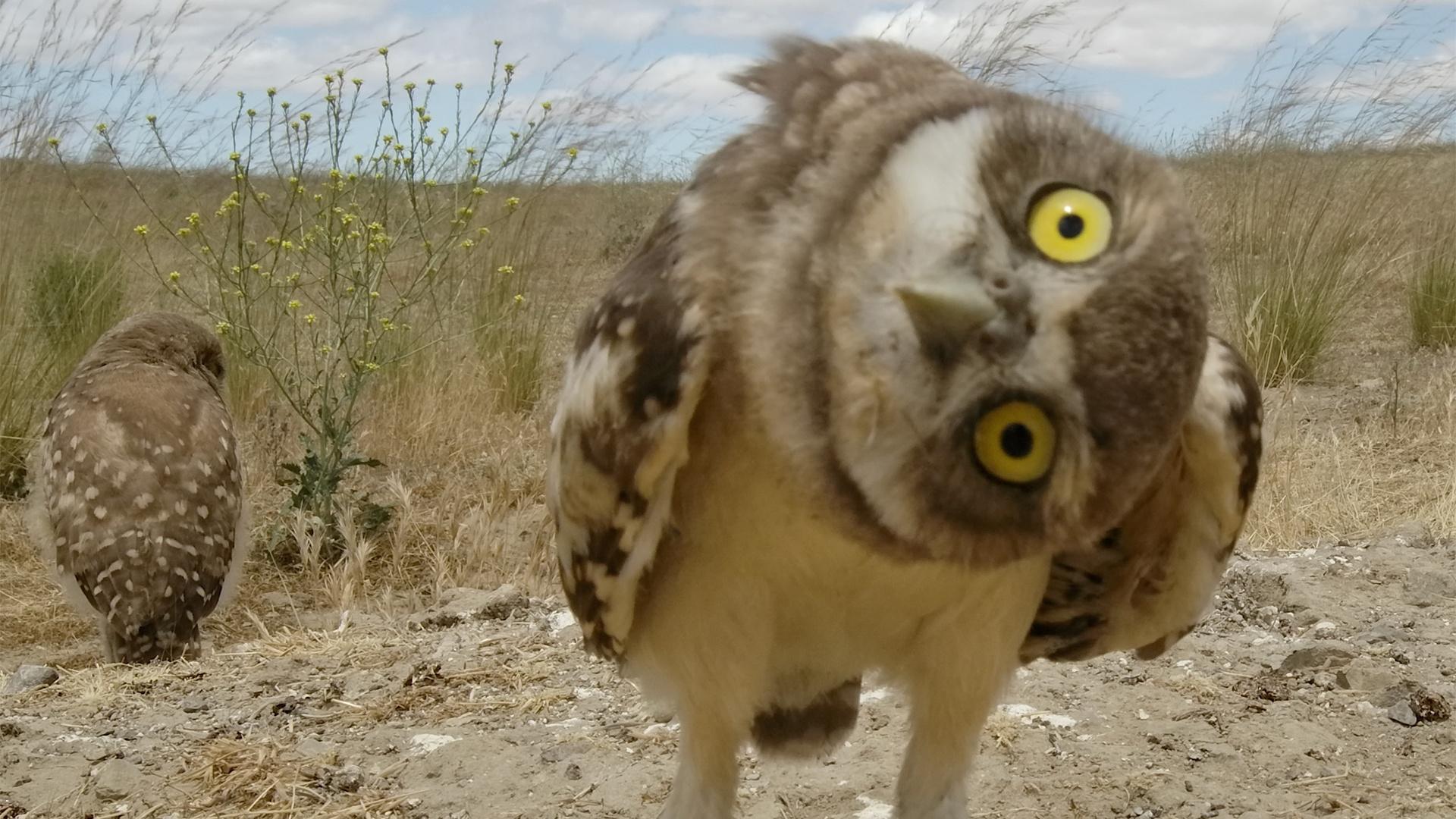 Burrowing owls in Carrizo Plains National Monument