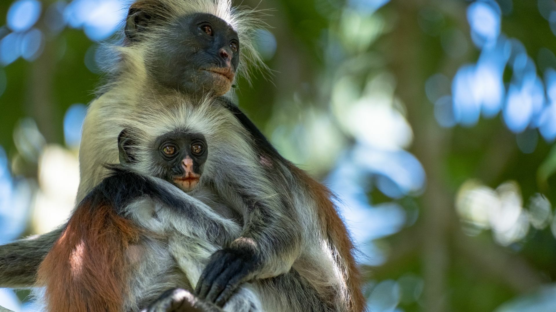 17 Nature Documentaries Streaming on PBS