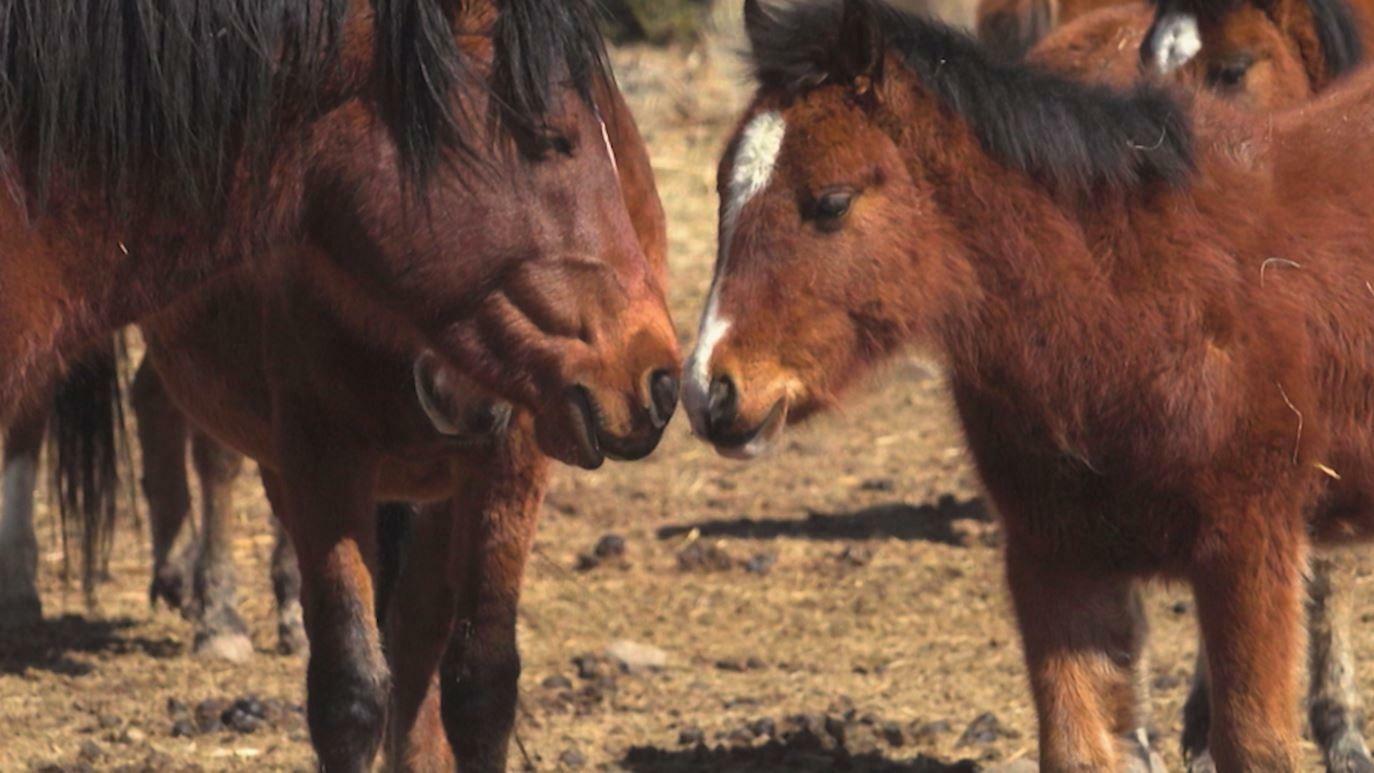 Horse Documentaries, Of Course!