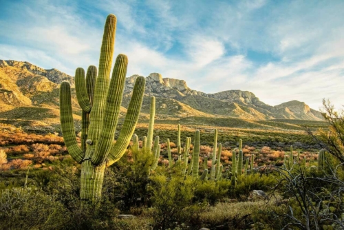 Why Plants Grow So Slow Or So Fast In the Desert